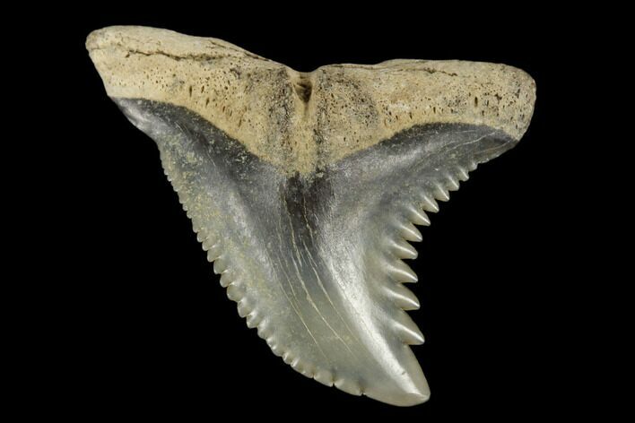 Snaggletooth Shark (Hemipristis) Tooth - Aurora, NC #180134